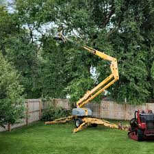 Trusted Osceola, IA  Tree Services Experts