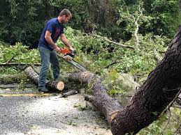 Best Tree and Shrub Care  in Osceola, IA