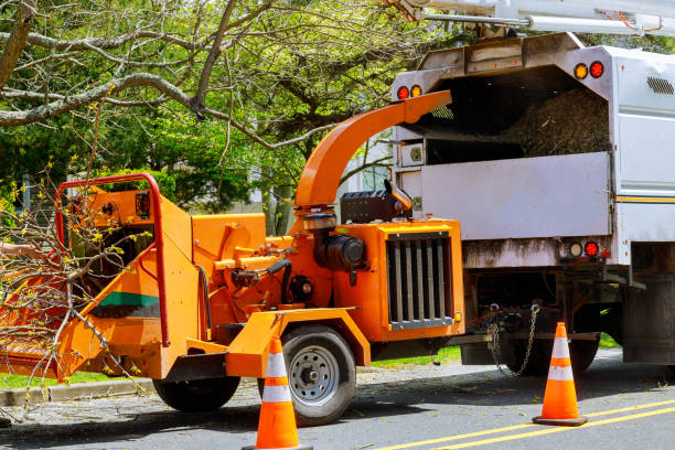 Best Tree Risk Assessment  in Osceola, IA