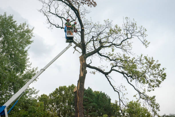 Best Tree Mulching  in Osceola, IA