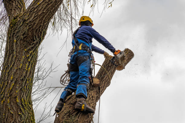 Best Arborist Consultation Services  in Osceola, IA