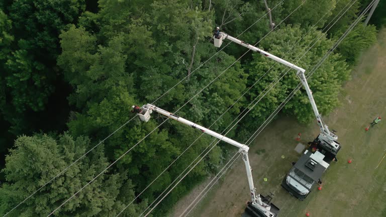 How Our Tree Care Process Works  in  Osceola, IA