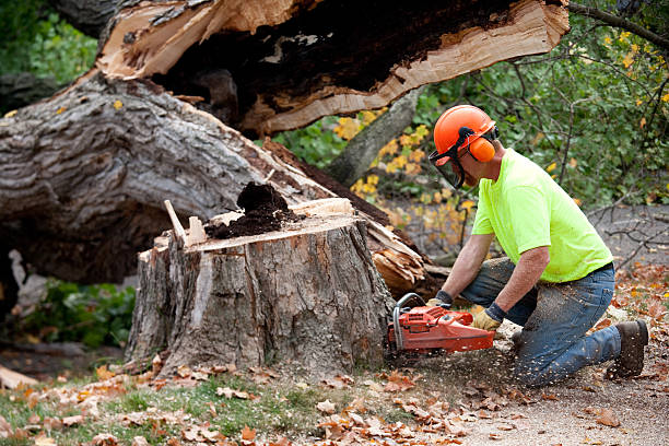 Best Tree Health Inspection  in Osceola, IA