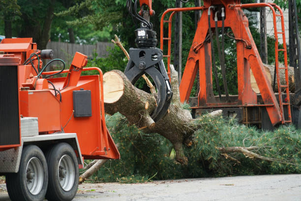 Best Tree Cabling and Bracing  in Osceola, IA