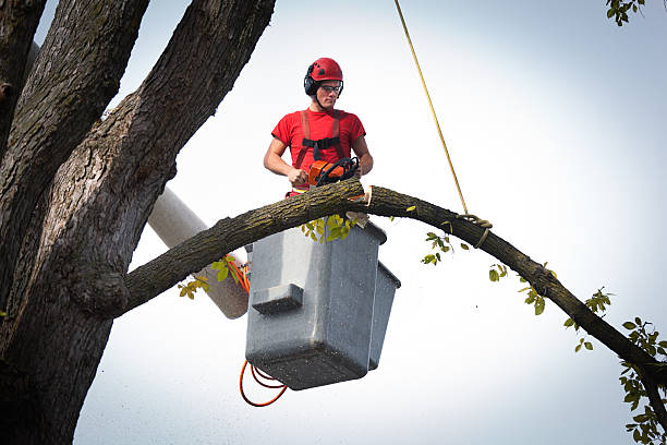 Best Utility Line Clearance  in Osceola, IA