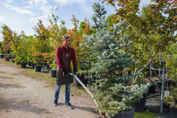  Osceola, IA Tree Services Pros