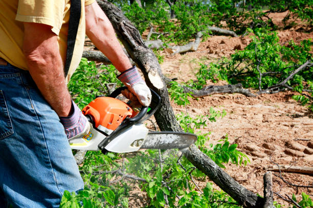 Best Tree Removal  in Osceola, IA