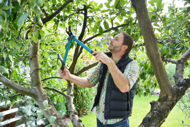 Best Fruit Tree Pruning  in Osceola, IA